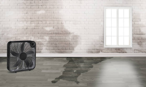 Best Flood restoration services  in Mckee City, NJ